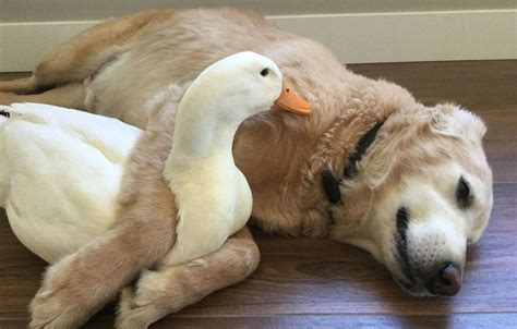 Barclay The Golden Retriever And Rudy The Duck Are The