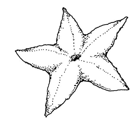printable starfish coloring pages  kids