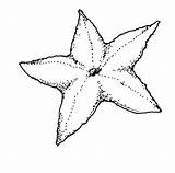 Starfish Coloring Pages Sea Printable Urchin Fish Clipart Color Colouring Kids Print Cliparts Getcolorings Results sketch template