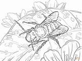 Coloring Bee Pages Mason Red Drawing Bees Printable Supercoloring sketch template