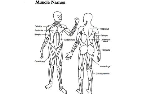 muscular system coloring page coloring home