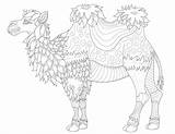 Chameau Cammelli Coloriage Camellos Dromedarios Fines Lignes Dromedare Kamele Dromedari Colorare Dromadaires Chameaux Adultos Malbuch Erwachsene Adulti Aux Coloriages Camels sketch template
