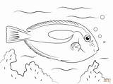 Coloring Pages Fish Tang Blue Trout Tropical Rainbow Drawing Printable Supercoloring Template Print Sketch Color Kids Ocean Flying sketch template