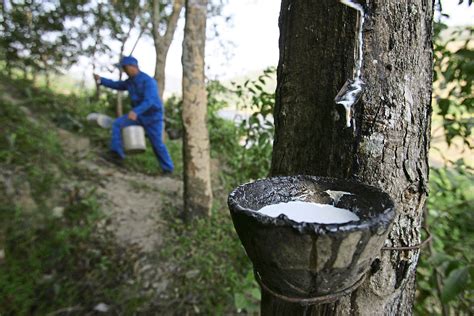 sustaining rubber production  star