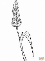 Wheat sketch template