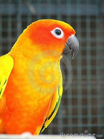 orange  yellow parrot sitting  top   wooden perch  front