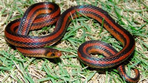 hallan en colombia una especie de serpiente única en el mundo infobae