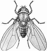 Fly Drosophila Melanogaster Flies Drosophilidae Makkhi Clipartmag sketch template