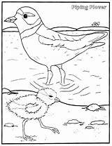 Piping Plover Coloring Colouring Pages Saskatchewan 33kb 1600px 1225 sketch template