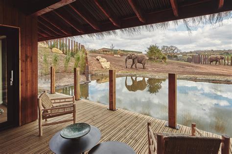 west midland safari park launches animal viewing lodges  overnight