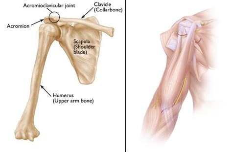 Scapular Shoulder Blade Problems And Disorders Orthoinfo Aaos