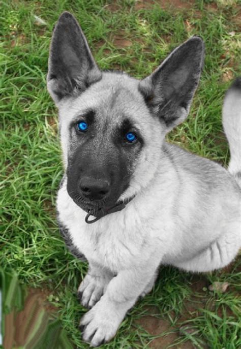 White German Shepherd Puppies With Blue Eyes For Sale