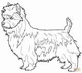 Terrier Ausmalbilder Ausmalbild Supercoloring Highland Schottischer Ausdrucken sketch template