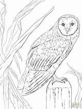 Coloring Owl Pages Barn Realistic Printable Animals Nocturnal Flying Color Owls Print Animal Drawing Colouring Clip Sheets Kids Adult Adults sketch template