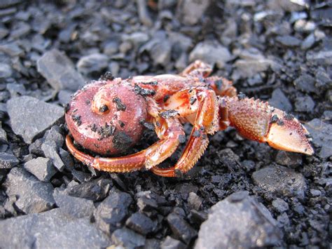 defenseless crab  hermit crab   shell snjolfdis flickr