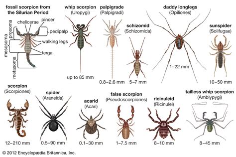 arachnid definition facts examples britannica