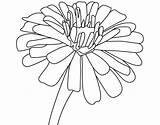 Zinnia Flower Coloring Pages Drawing Clipart Zinnias Easy Drawings Getcolorings Printable Getdrawings Unbelievable Designlooter Paintingvalley Clipground Color sketch template