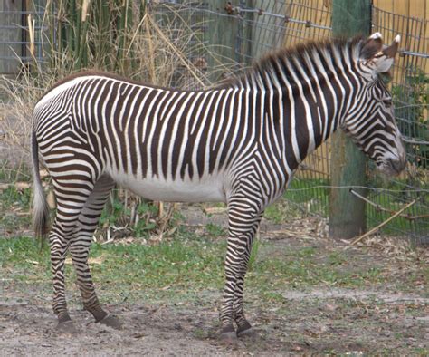 grevys zebra facts diet habitat information