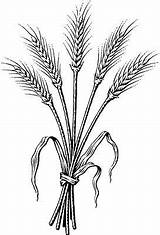 Wheat Coloring Clipart Barley Bundle Clip Sketch Tattoo Plant Drawing Pages Printable Dark  Size Grassroots Outline Ruth Drawings Fleurs sketch template