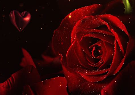 Гиф анимация Красная роза на фоне сердечка