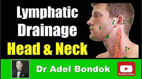 lymphatic drainage   head  neck dr adel bondok youtube