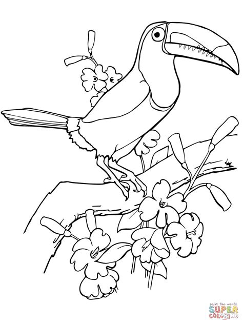 tropical bird coloring pages  getcoloringscom  printable