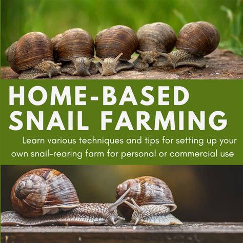 home based snail farming techniques tips  benefits  rearing