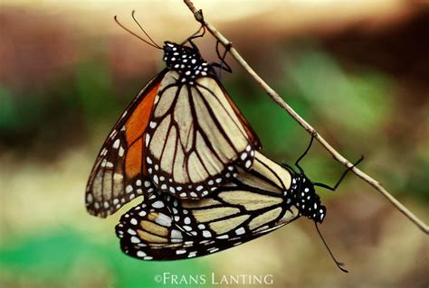 monarch butterflies mating frans lanting stock
