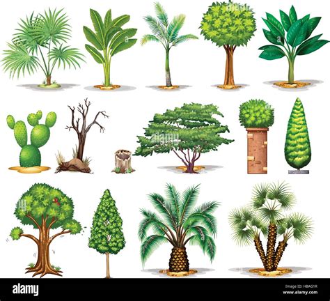 types  trees illustration stock vector image art alamy