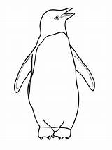Penguin Coloring Pages Printable Penguins Drawing Adelie Outline African Colouring Chinstrap Clipart Emperor Easy Color Print Draw Books King Simple sketch template