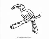 Hornbill Designlooter Parrot sketch template