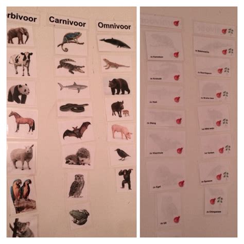 leer je leerlingen welke dieren carnivoor herbivoor  omnivoor zijn  posters movies