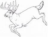 Deer Drawing Simple Head Drawings Whitetail Down Antlers Lying Sketch Anatomy Hunting Animals Wildlife Animal Getdrawings Elk Sketches Deviantart Tattoo sketch template