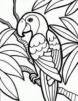 Colorat Papagal Imagini Parrot Jungle Parrots Rainforest sketch template