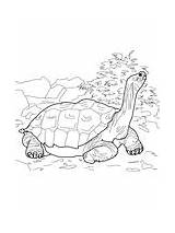 Tortoise Coloring Gopher Galapagos Pages sketch template