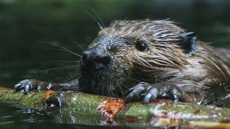 beavers how to tell their sex and 10 other amazing facts friends of