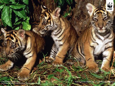sumatran tiger facts  pictures animal wildlife