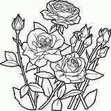 Coloring Flowers Pages Amazing Beautiful Popular sketch template
