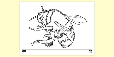 realistic bee colouring page colouring sheets