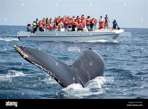 Humpback Whale Tail In Samana Dominican Republic And Torist Whale