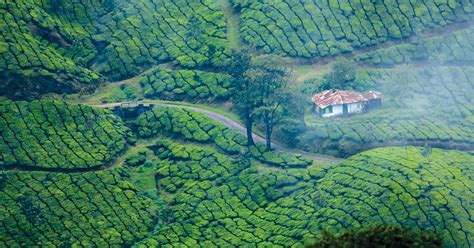 Munnar Kerala Trip To India