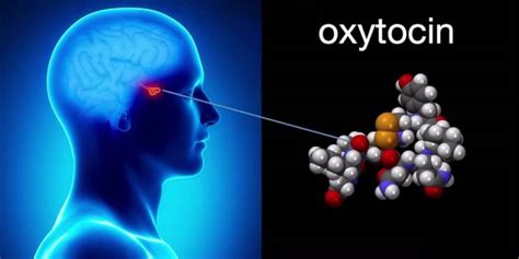 amazing power  oxytocin thomas health blog