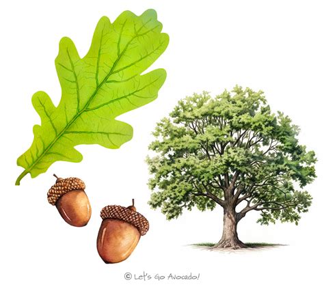 white oak lets  avocado