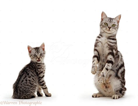 Silver Tabby British Shorthair Cat And Kitten Photo Wp16766
