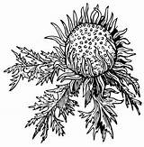 Clipart Acaulis Carlina Tirol Thistle Coloring Prickly Carline Stemless Illustration Clipground Designlooter sketch template