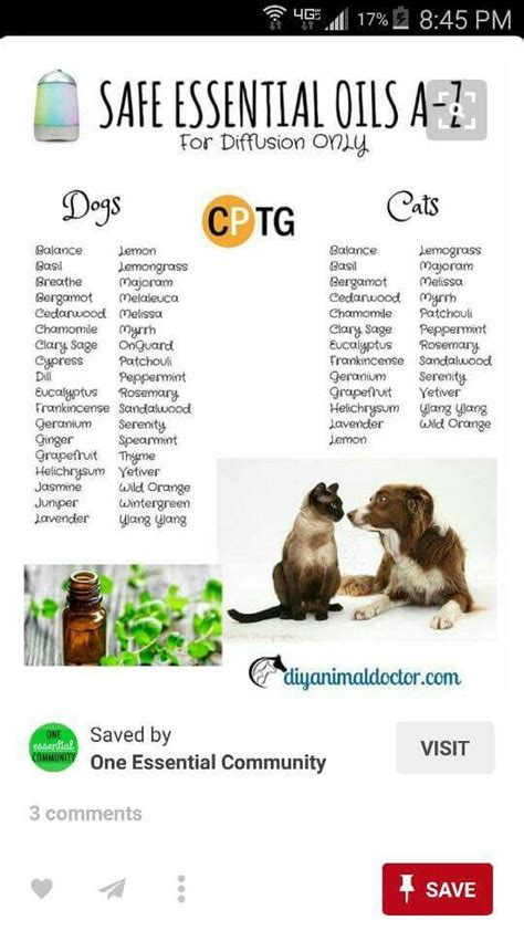 45 top images essential oils and cats toxic pin on cutties