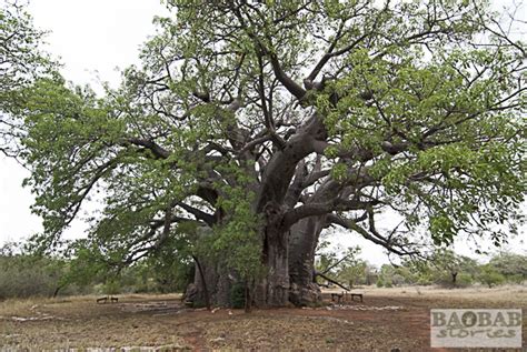 sagole big tree baobab gigant baobab