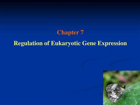 Ppt Chapter 7 Regulation Of Eukaryotic Gene Expression Powerpoint