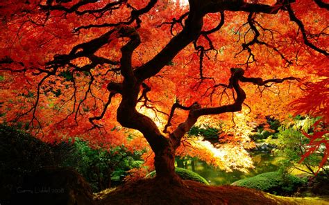 brilliant botany  japanese maple