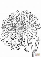 Coloring Aster Plant Star Pages Drawing sketch template